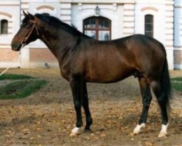 stallion Derby du Cotentin (Selle Français, 1991, from Lieu de Rampan)
