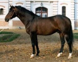 Deckhengst Derby du Cotentin (Selle Français, 1991, von Lieu de Rampan)