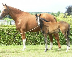 broodmare Jadechanu (Selle Français, 1997, from Papillon Rouge)