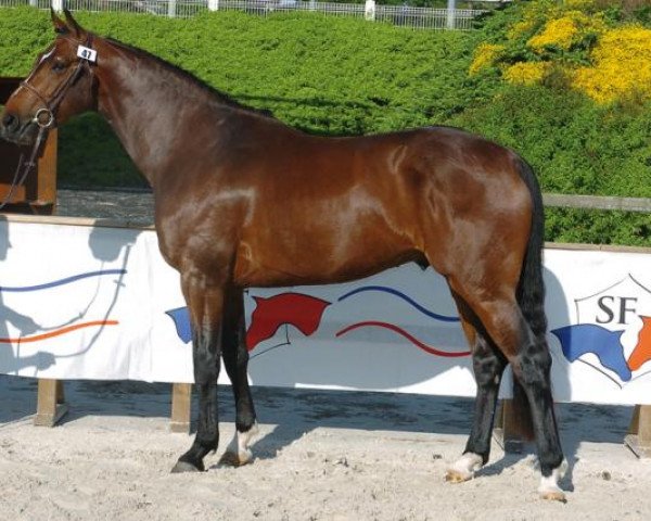 stallion Quartz du Chanu (Selle Français, 2004, from L'Arc de Triomphe)
