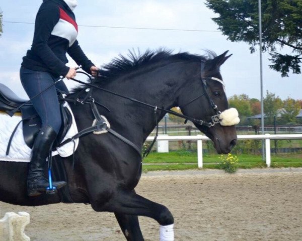 broodmare Felice 54 (German Sport Horse, 2007, from Daventry)