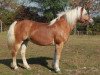 jumper Starlett 38 (Haflinger, 2005)