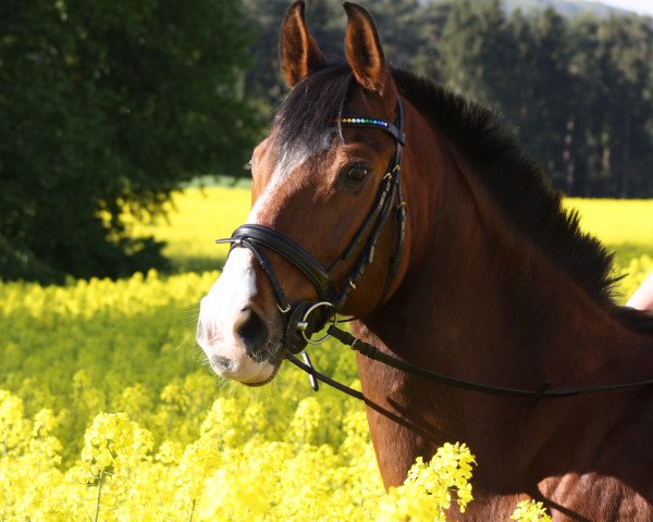 horse Crusader 3 (Hanoverian, 1996, from Cheenook)