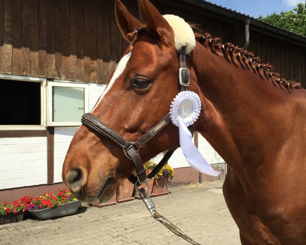 dressage horse Le petit Nicolas (Hanoverian, 2007, from Locksley II)