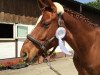 dressage horse Le petit Nicolas (Hanoverian, 2007, from Locksley II)