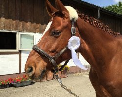 dressage horse Le petit Nicolas (Hanoverian, 2007, from Locksley II)