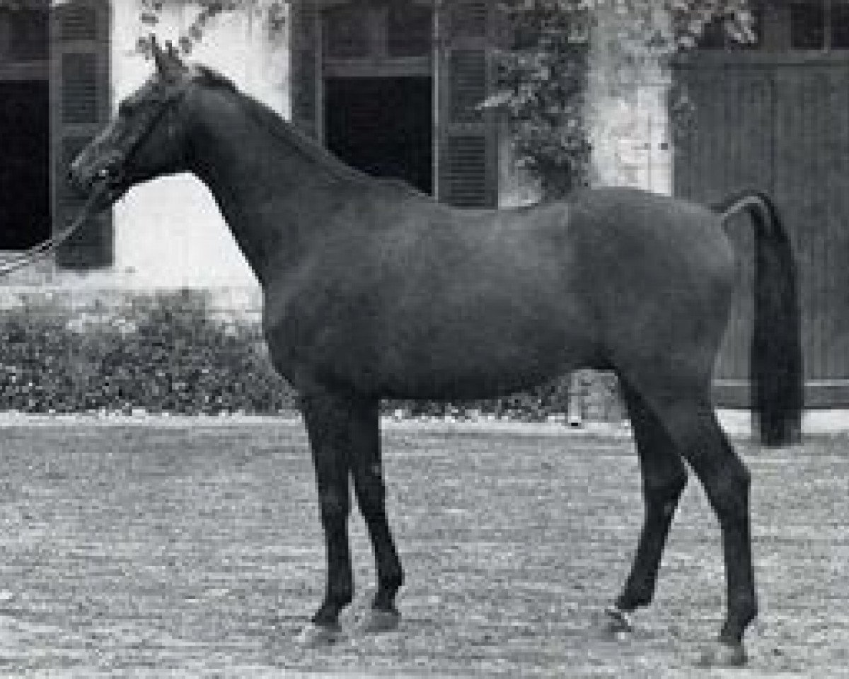 Deckhengst Keshardit AA (Anglo-Araber, 1963, von Vattel xx)