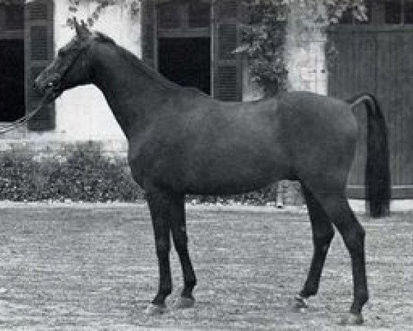stallion Keshardit AA (Anglo-Arabs, 1963, from Vattel xx)