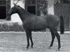 stallion Keshardit AA (Anglo-Arabs, 1963, from Vattel xx)