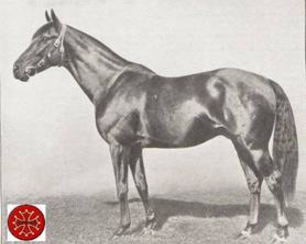 stallion Baroud II 1927 ox (Arabian thoroughbred, 1927, from Denousté 1921 ox)