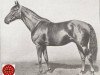 stallion Baroud II 1927 ox (Arabian thoroughbred, 1927, from Denousté 1921 ox)