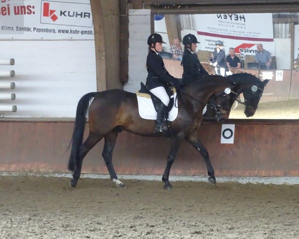 dressage horse Charan 6 (German Riding Pony, 2000, from Cansas)