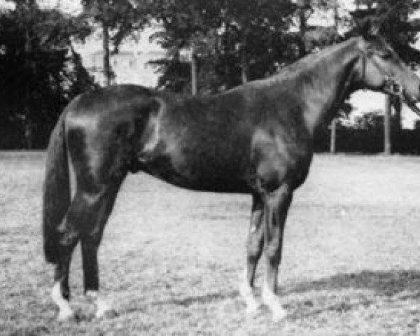 stallion Dandy du Verger AA (Anglo-Arabs, 1967, from Thalian AA)