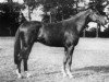 stallion Dandy du Verger AA (Anglo-Arabs, 1967, from Thalian AA)