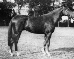 stallion Dandy du Verger AA (Anglo-Arabs, 1967, from Thalian AA)