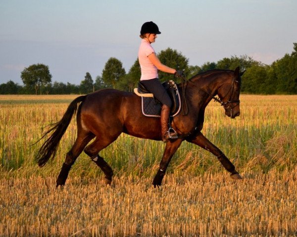 broodmare Rosinchen 8 (Westphalian, 2008, from Riccio)