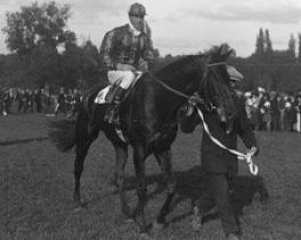stallion Comrade xx (Thoroughbred, 1917, from Bachelor's Double xx)