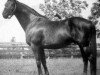 stallion Easton xx (Thoroughbred, 1931, from Dark Legend xx)