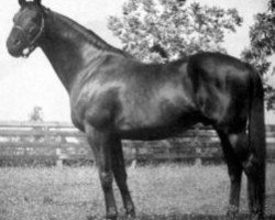 stallion Easton xx (Thoroughbred, 1931, from Dark Legend xx)