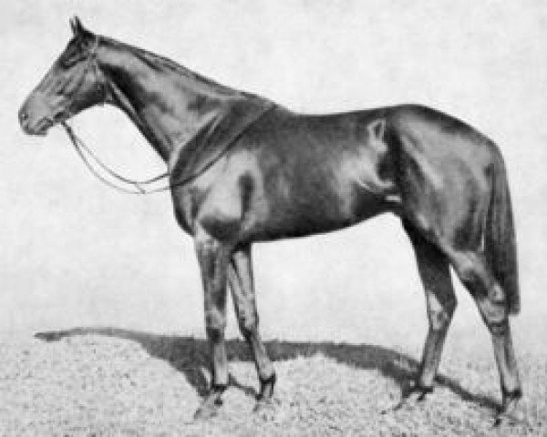 stallion Cambremer xx (Thoroughbred, 1953, from Chamossaire xx)