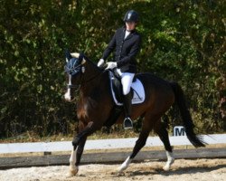 dressage horse Edwin (KWPN (Royal Dutch Sporthorse), 2009, from Sir Oldenburg)