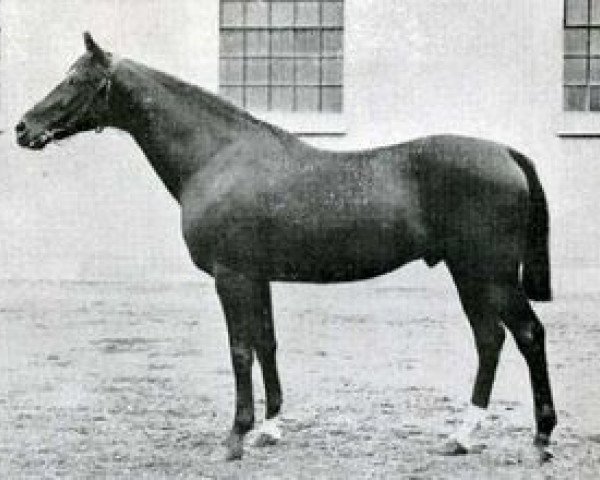 stallion Monsieur de Pinguet AA (Anglo-Arabs, 1907, from Prisme AA)