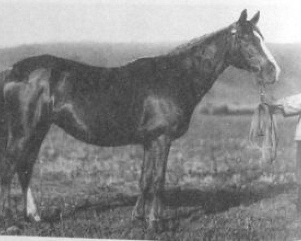 Zuchtstute Sapine ox (Vollblutaraber, 1923, von Djebel 1906 ox)