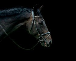 dressage horse Deep Purple 8 (Oldenburg, 2010, from Detroit)