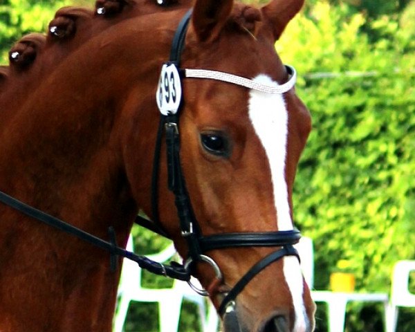dressage horse Quality Affaire (German Sport Horse, 2012, from Quaterback)