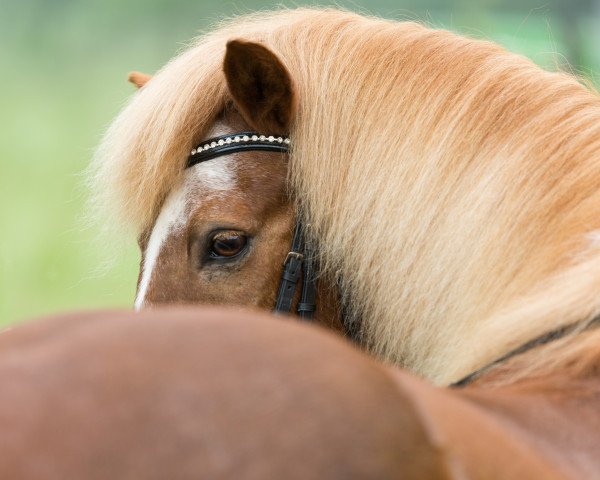 horse Lettir van Grenzland (Iceland Horse, 1995, from Stigur frá Gardsauka)