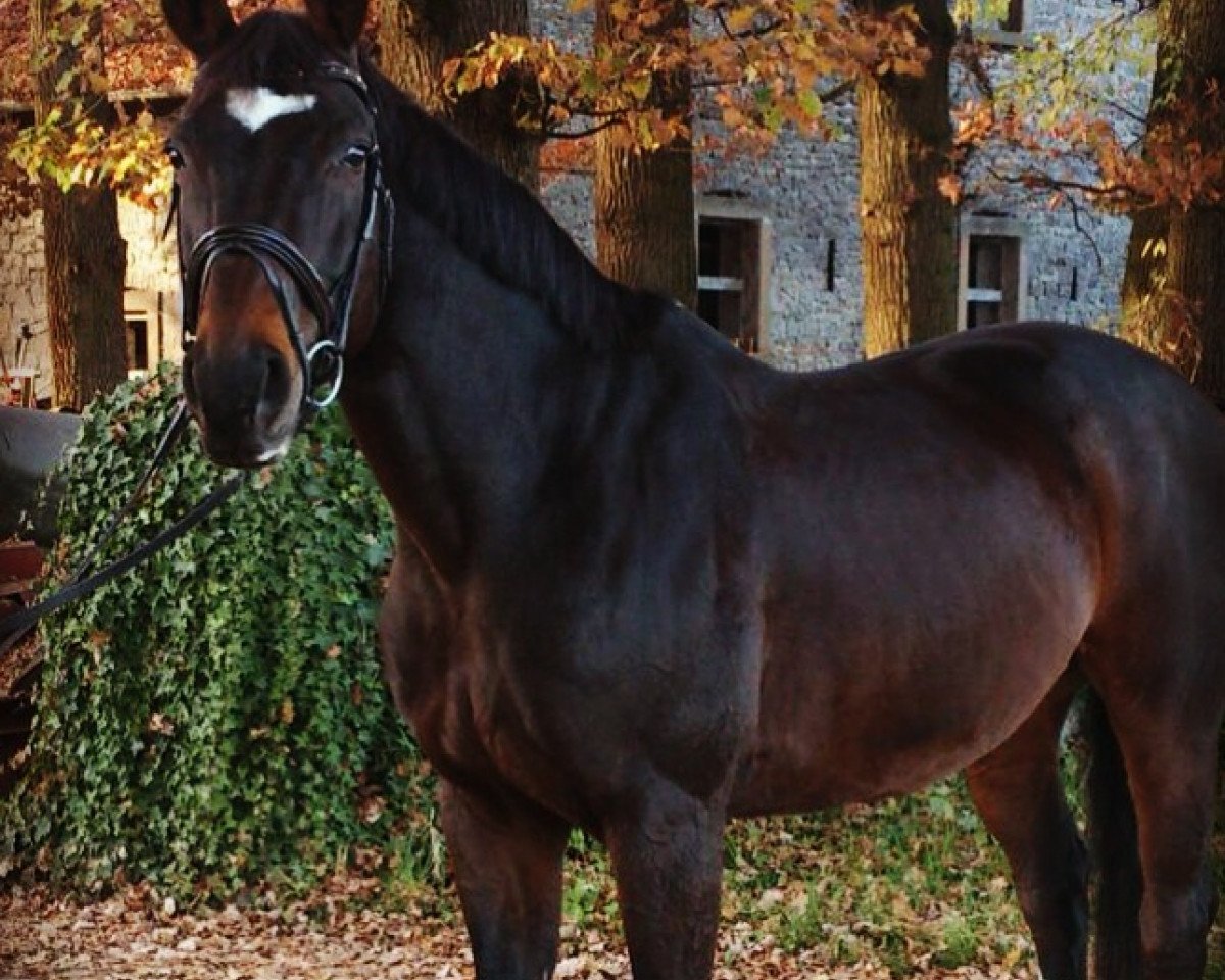 Springpferd Fleming 17 (Westfale, 2000, von Florestan I)