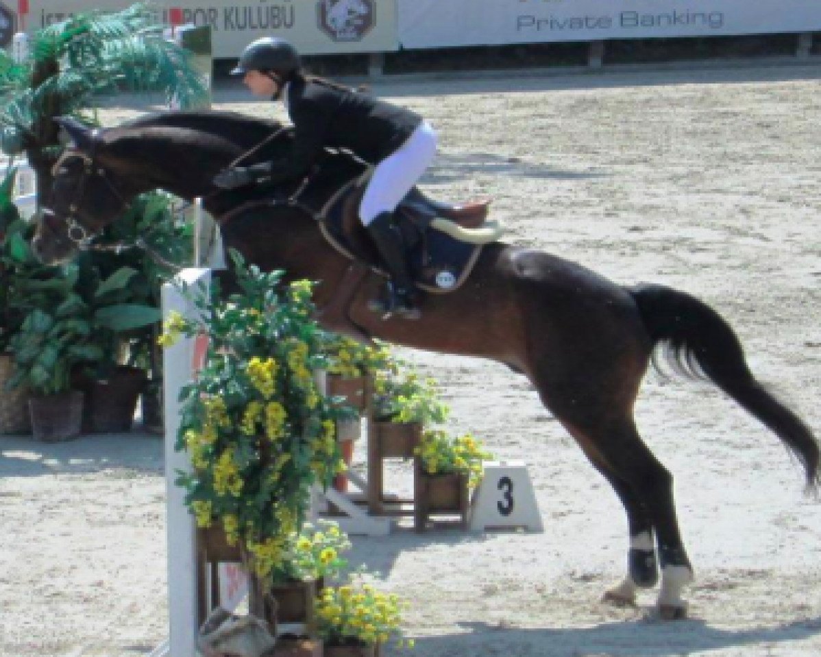 stallion Lamentos (Oldenburg, 1996, from Lancer III)