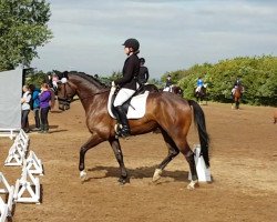 dressage horse Daktary (German Sport Horse, 2011, from Detroit)