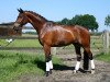 dressage horse Desmond B (Westphalian, 2008, from Del Cento)