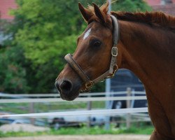 dressage horse Francesca 55 (Oldenburg, 2002, from Rubin Royal OLD)