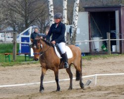 dressage horse Pünktchen 264 (Pony without race description, 2006)