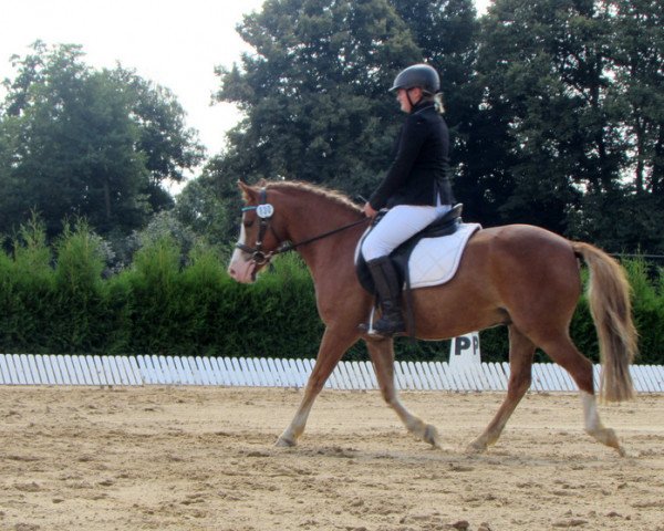 dressage horse Kasper 166 (Pony without race description, 2008)
