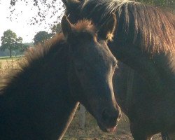 horse Harlekin (Oldenburger, 2016, from Honoré du Soir)