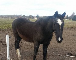 broodmare Unna (Mecklenburg, 1991, from Ussuri xx)