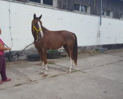 dressage horse Rock Me Reliana (German Sport Horse, 2013, from Relius)