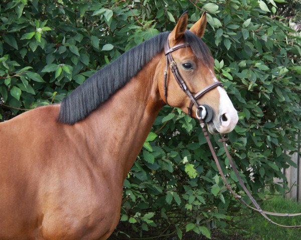 jumper Cleo 193 (German Sport Horse, 2010, from Chap 47)