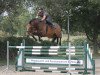 jumper Calisto 39 (German Sport Horse, 2011, from Carpathos)