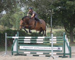 jumper Calisto 39 (German Sport Horse, 2011, from Carpathos)