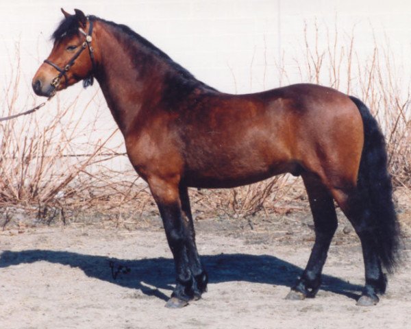 stallion Micklehill Montgomery (Dartmoor Pony, 1992, from Senruf Solomon)