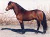 Deckhengst Micklehill Montgomery (Dartmoor-Pony, 1992, von Senruf Solomon)