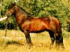 stallion Hisley Prospect (Dartmoor Pony, 1976, from Hisley Woodcock)