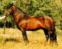 stallion Hisley Prospect (Dartmoor Pony, 1976, from Hisley Woodcock)