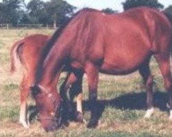 broodmare Ravadja AA (Anglo-Arabs, 1983, from Arlequin AA)