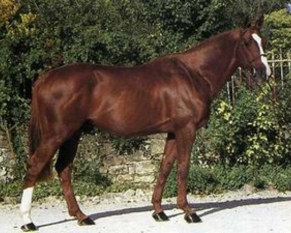stallion Markus AA (Anglo-Arabs, 1978, from Massondo AA)