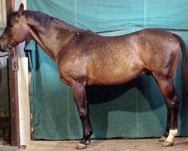 stallion Ultan AA (Anglo-Arabs, 1986, from Markus AA)